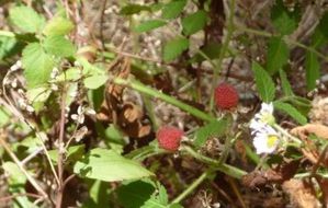 Cascade Bras Rouge