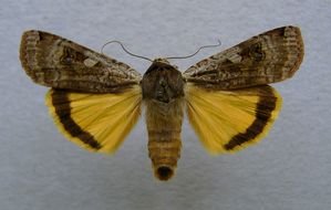 Noctua_pronuba.o1-2-.jpg
