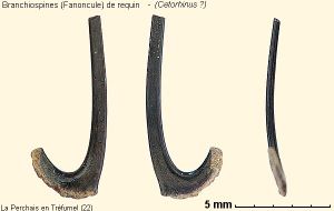 Planche Branchiospine