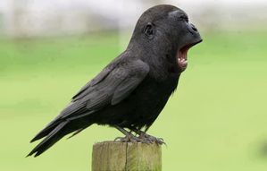 singecorbeaubaillant