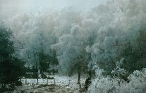 F Horvat - chênes massif central hiver0001