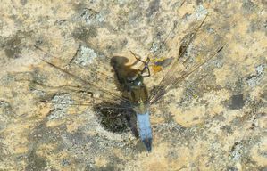 Orthetrum-reticule--Orthetrum-cancellatum--.JPG