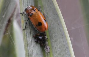 clytre-a-4-points-2.jpg
