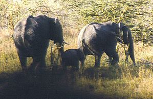 eléphant d'afrique tanzanie