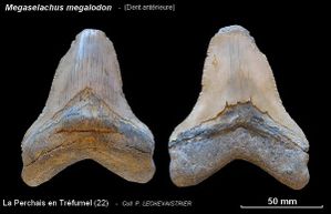 Megaselachus-P.Lechevaistrier600.jpg