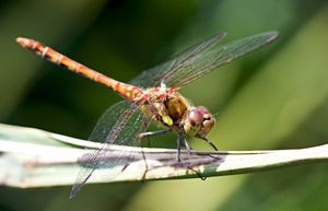 LADY_DRAGONFLY_by_ArwenArts.jpg