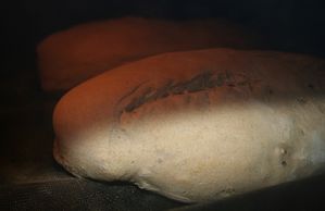 pain-casareccio-11-10-006.jpg