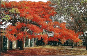 Flamboyant