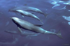 Dauphin Electre - Melon headed whale