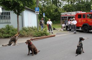 BRKSuchhundevorfuehrung 08 Unterordnung Ginia Grace Lou