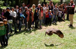 FruehlingsfestGreifvogelschau 03 Uhu 02