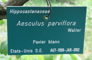 Auteuil-6377.JPG