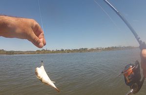 poisson1.jpg