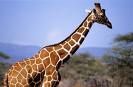 girafe