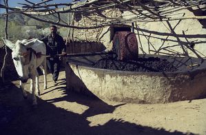 moulin-a-olives-au-Maroc.jpg