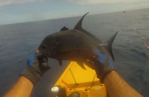 carangue-noire.JPG