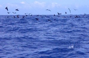 chasse-bonites.JPG