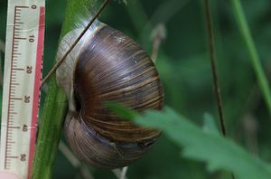 mollusque-7511.jpg