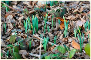 Premieres jonquilles 2011 Foret Halatte b