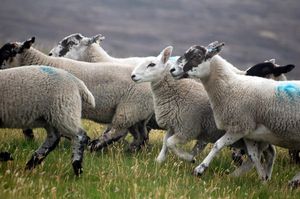 crazy-sheep.jpg