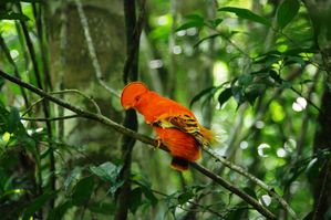 Coq de roche de Guyane 2