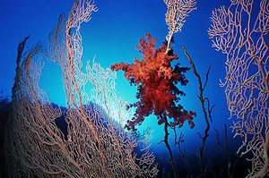 jardin-corail.jpg