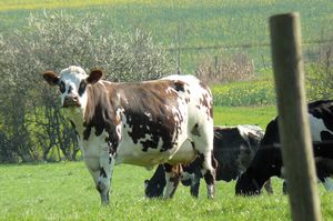 vaches.jpg