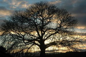 arbre-1010