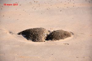 Tortue-2013-cmp-0065.jpg