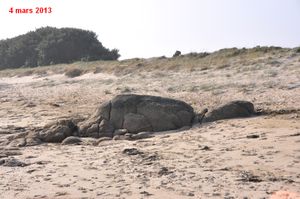 Tortue-2013-cmp-0038