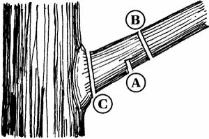 Elagage-bourrelet Tree pruning method1