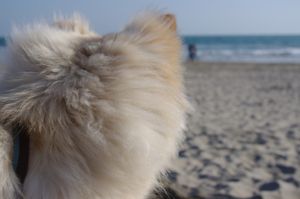 finnish-lapphund-cream