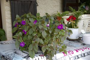 plante fleurs violettes