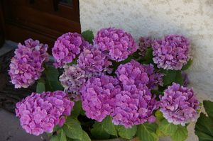 hortensia entrée