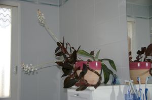 orchidée bijou
