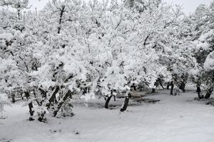 nature-7178.jpg