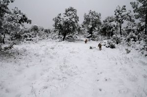 nature-7189.jpg