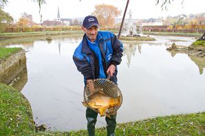 Abfischen Hofgarten Schaaf 1
