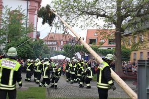 Maibaum 11
