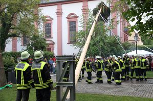 Maibaum 12