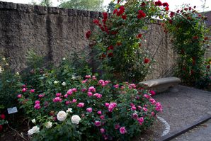 RosengartenBrautpaare 01 e