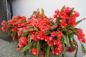 RohmEwald-Blumenschmuck-Kaktus.jpg