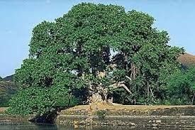 ficus