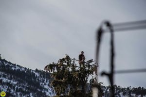 coupe-arbre-1.jpg