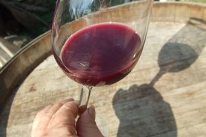 Pinot 2008