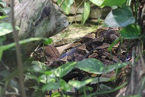 python-reticule.jpg