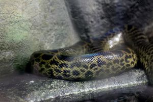python royal (2)
