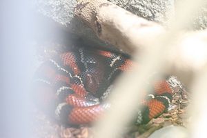 serpent-roi-de-ruthven.jpg