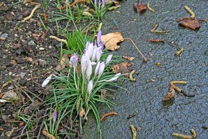 crocus3-jpg
