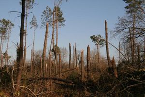 foret-landaise-2009-img_22281.jpg